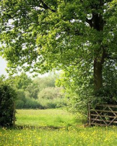 plantons des haies